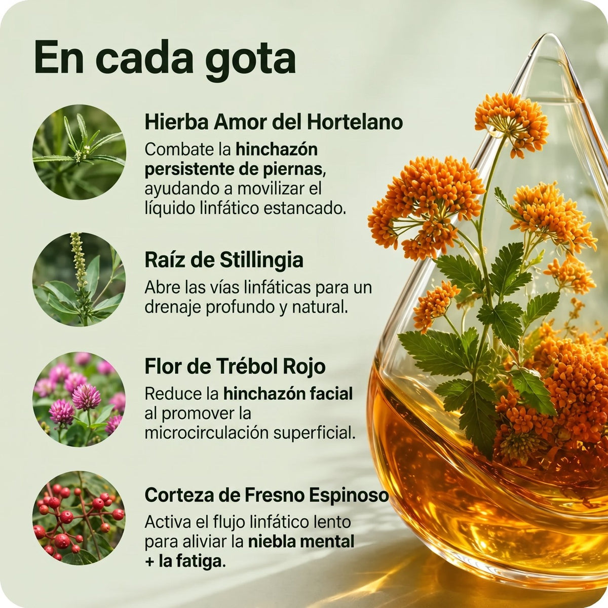 Compra 1 y Llévate 2 - Gotas Drenaje Linfático Lymphoria™